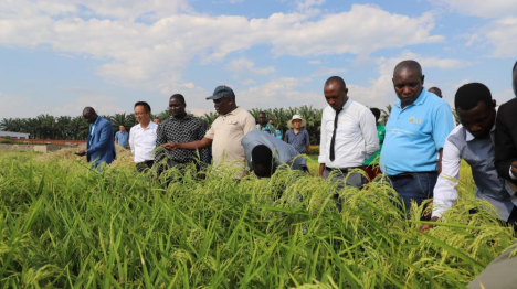 Le Cœur d'Afrique bat au rythme de la coopération agricole sino-burundaise