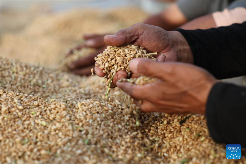 Des agriculteurs contrôlent du blé salin-alcalin nouvellement récolté dans le canton de Jiucheng de la ville de Huanghua, à Cangzhou, dans la province du Hebei (nord de la Chine), le 5 juin 2026. (Huang Xiaobang/Xinhua)