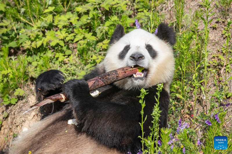 Un panda géant déguste une pousse de bambou dans une base de panda géant du comté de Foping, à Hanzhong, dans la province du Shaanxi (nord-ouest de la Chine), le 5 juin 2026. (Zhang Fan/Xinhua)