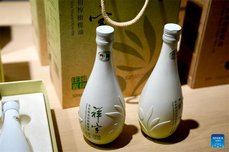 Gansu : l'industrie de l'olive prospère à Wudu