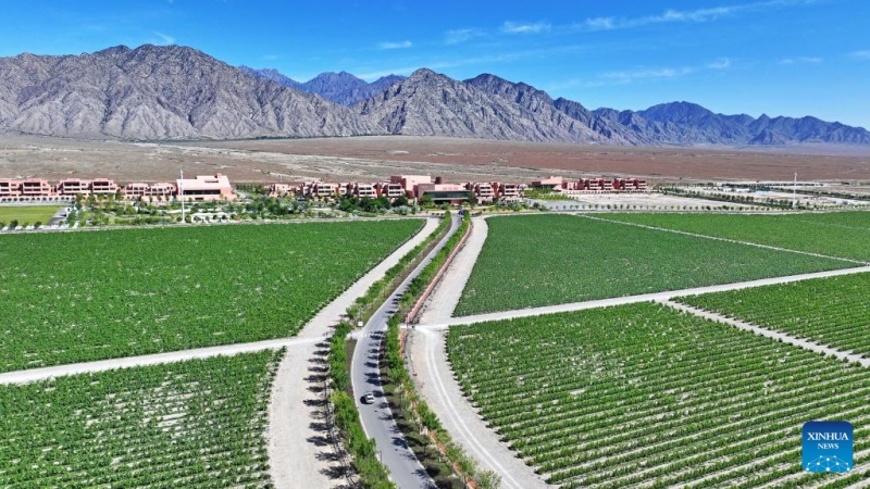 Ningxia : une vue de la base de plantation de raisins de cuve au pied est du mont Helan