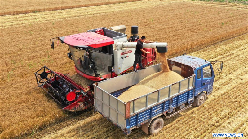 Un agriculteur charge un camion de blé récolté à Qinhuangtai, dans la ville de Binzhou, dans la province chinoise du Shandong (est), le 10 juin 2026. (Photo : Chu Baorui)