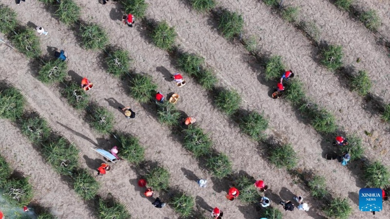 Ningxia : les baies de goji cultivées au pied du mont Helan entrent dans la saison de récolte