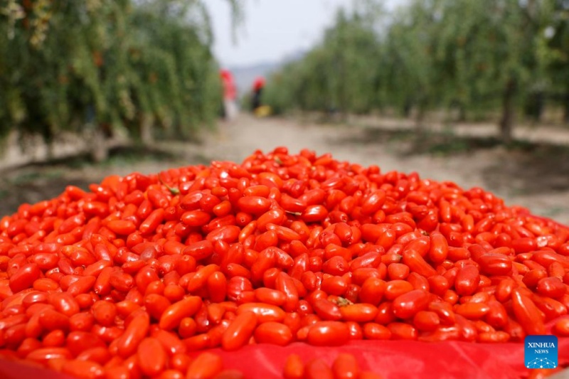 Ningxia : les baies de goji cultivées au pied du mont Helan entrent dans la saison de récolte