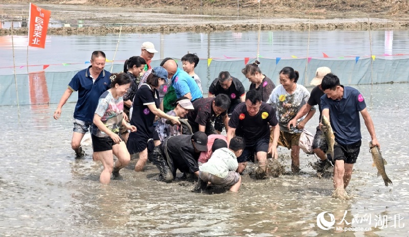 Hubei : découvrez la culture du riz et l'élevage des crevettes et profitez de l'ambiance rurale à Qianjiang
