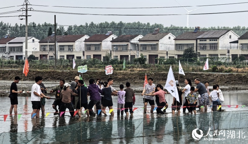 Hubei : découvrez la culture du riz et l'élevage des crevettes et profitez de l'ambiance rurale à Qianjiang