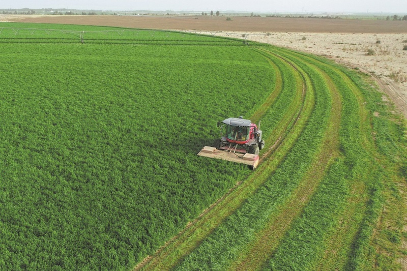 Xinjiang : comment les subventions ont transformé le contrôle du désert en source d'argent