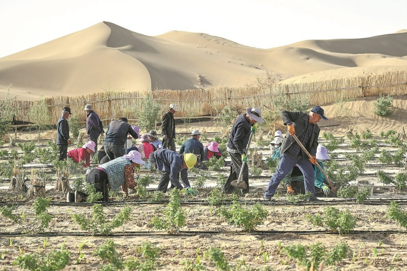 Xinjiang : comment les subventions ont transformé le contrôle du désert en source d'argent