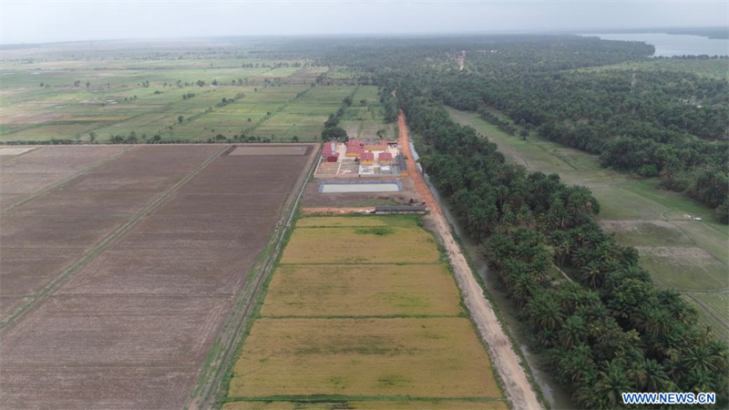 Le riz hybride chinois apporte un nouvel espoir de récolte abondante aux populations guinéennes