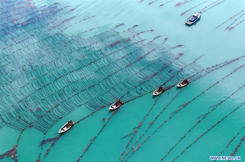  Photo aérienne de travailleurs cultivant des algues gracilaires dans une zone d'aquaculture au large de la ville de Rongcheng, dans la province chinoise du Shandong (est), le 23 juin 2026. (Photo : Li Xinjun)