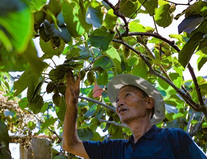Un villageois contrôle des kiwis dans une base de plantation du canton de Hengqu, dans le comté de Meixian de la ville de Baoji, dans la province du Shaanxi (nord-ouest de la Chine), le 24 juin 2024. (Photo/Xinhua)