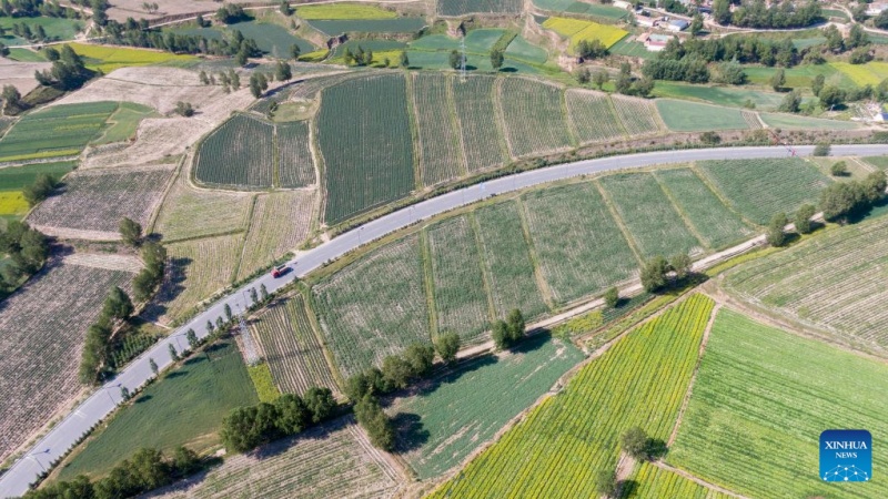 Qinghai : à Datong, un climat unique alimente la production de légumes de qualité pour climat froid
