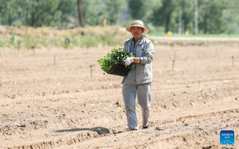 Qinghai : à Datong, un climat unique alimente la production de légumes de qualité pour climat froid