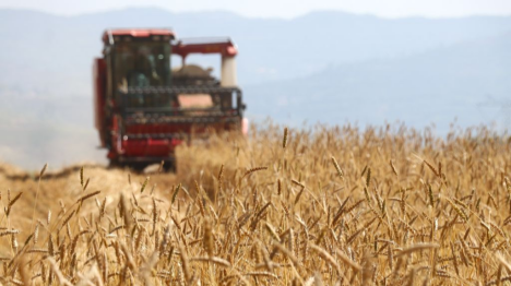 La récolte de céréales d'été en Chine dépasse pour la première fois les 150 millions de tonnes