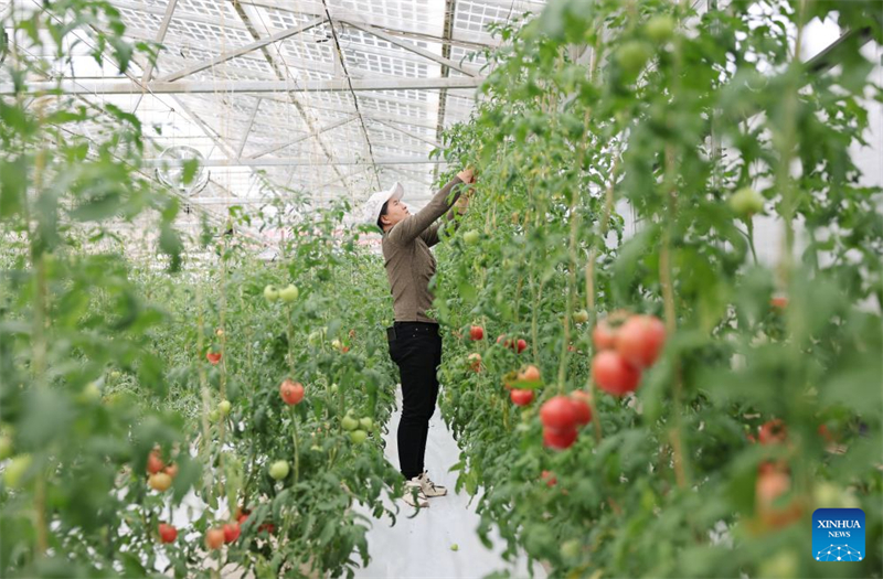 Une employée travaille à l'intérieur d'une serre photovoltaïque économe en eau dans le district de Hongsibu, à Wuzhong, dans la région autonome Hui du Ningxia (nord-ouest de la Chine), le 20 septembre 2026. (Liu Yun/Xinhua)