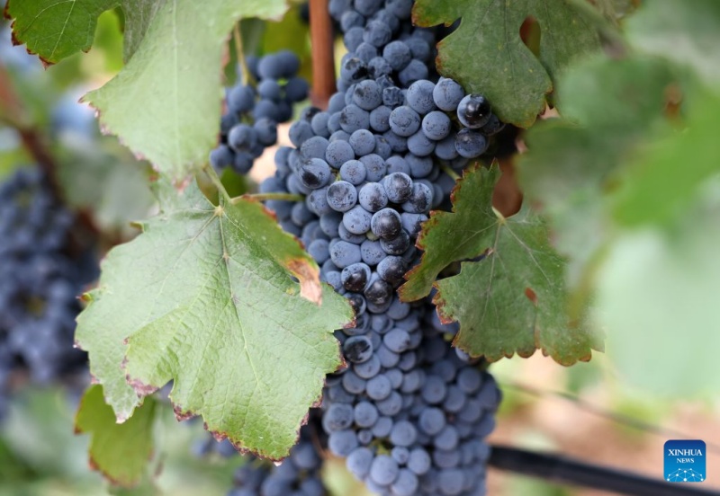 Le Ningxia développe son industrie viticole pour stimuler l'économie locale