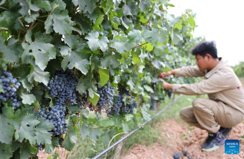 Un employé s'occupe de vignes au domaine Xige Estate à Qingtongxia, dans la région autonome Hui du Ningxia (nord-ouest de la Chine), le 23 septembre 2026. (Liu Yun/Xinhua)