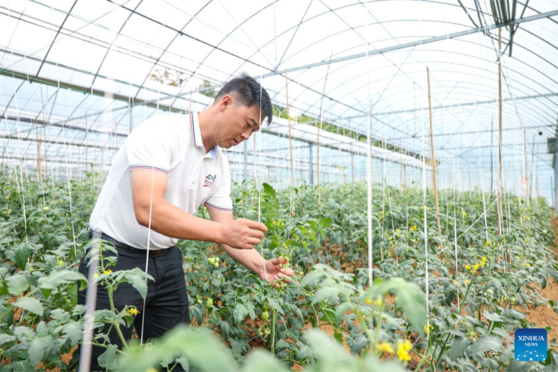 Un agriculteur s'occupe de jeunes plants de tomates dans une serre du village de Shiquan, situé dans le canton de Shihao du district de Qijiang, dans la municipalité de Chongqing (sud-ouest de la Chine), le 15 septembre 2026. (Huang Wei/Xinhua)