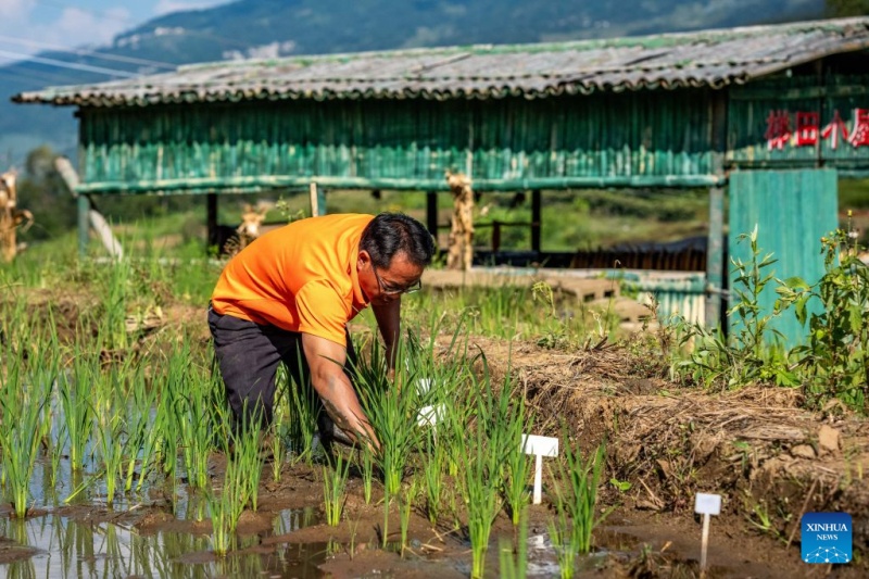 Yunnan : à la découverte des rizières en terrasses des Hani à Yuanyang