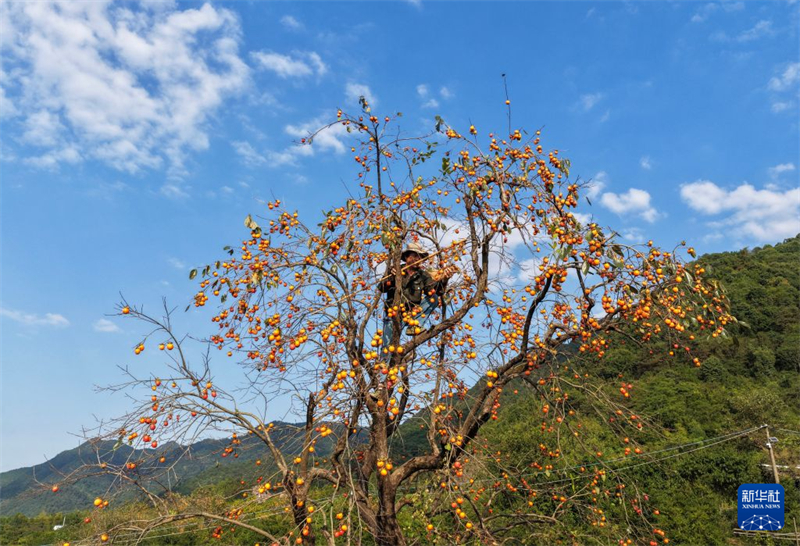 Zhejiang : une récolte exceptionnelle de kakis dans les zones rurales de Zhuji