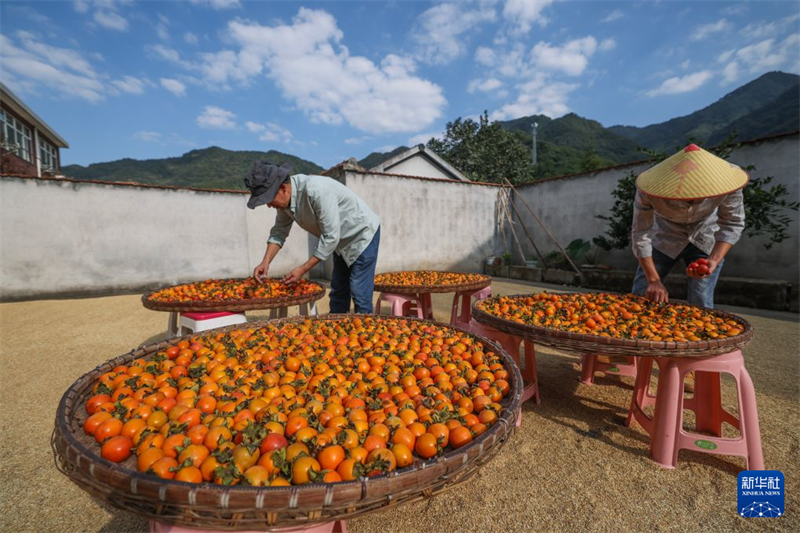 Zhejiang : une récolte exceptionnelle de kakis dans les zones rurales de Zhuji