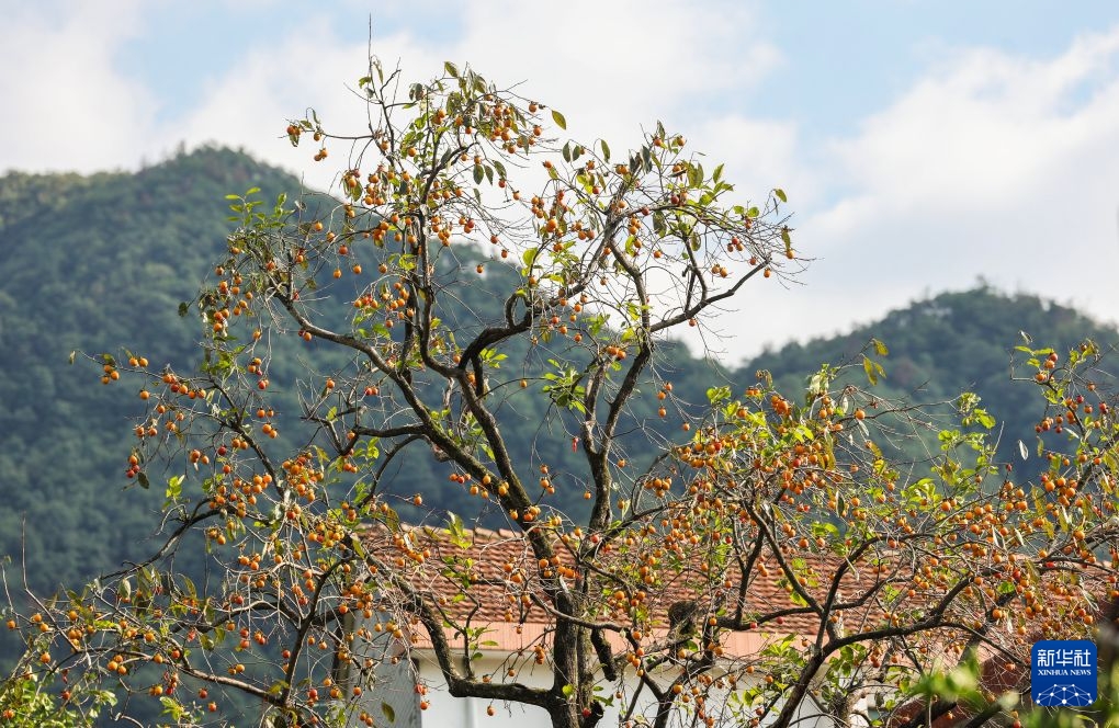 Zhejiang : une récolte exceptionnelle de kakis dans les zones rurales de Zhuji