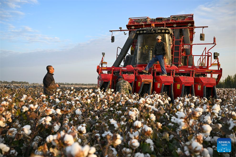 Xinjiang : un producteur de coton de Shawan saisit de nouvelles opportunités grâce à la modernisation agricole