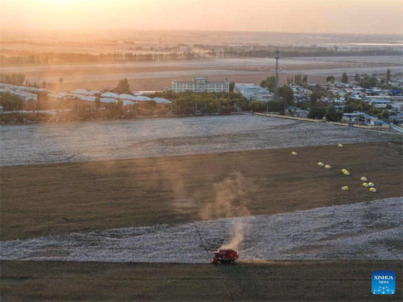 Xinjiang : un producteur de coton de Shawan saisit de nouvelles opportunités grâce à la modernisation agricole