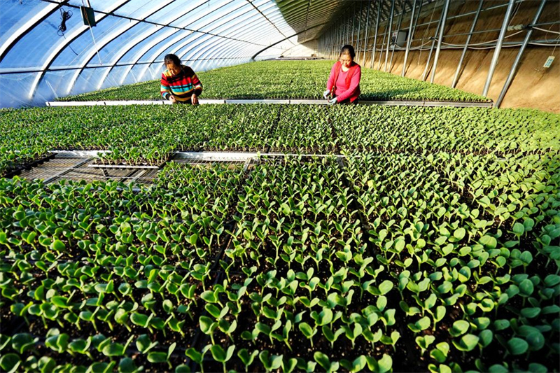Deux Chinoises incluses dans la liste des « 100 femmes héroïnes » de la FAO