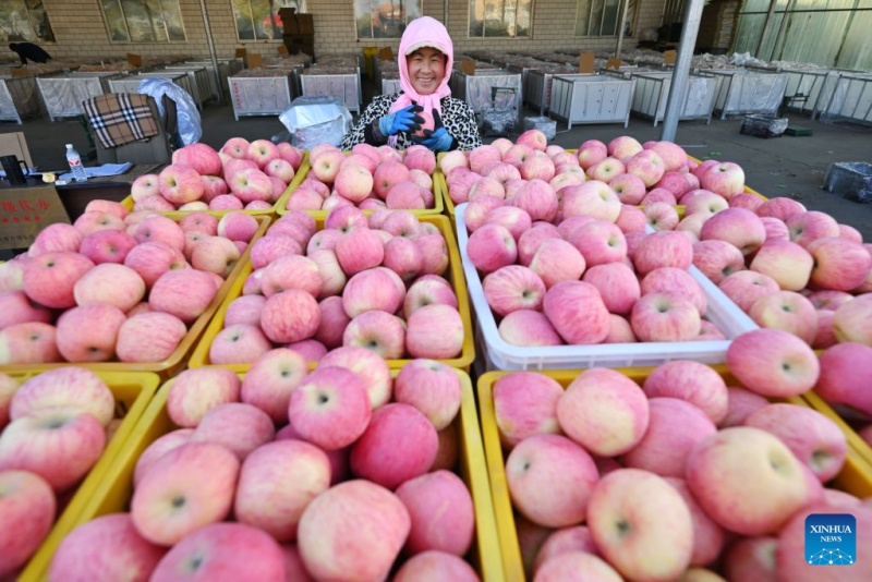 Ningxia : la récolte de pommes bat son plein à Zhongwei
