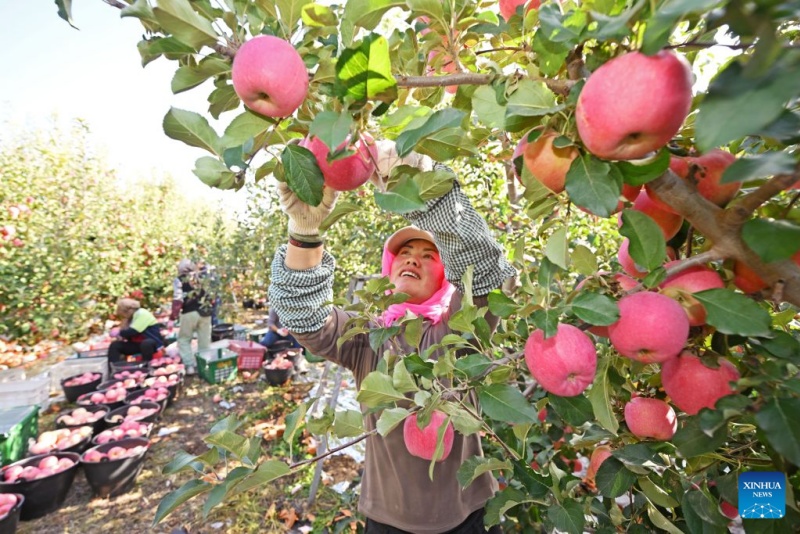 Ningxia : la récolte de pommes bat son plein à Zhongwei