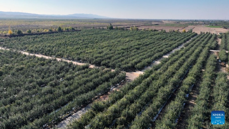 Ningxia : la récolte de pommes bat son plein à Zhongwei