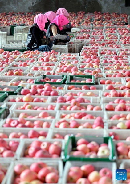 Ningxia : la récolte de pommes bat son plein à Zhongwei