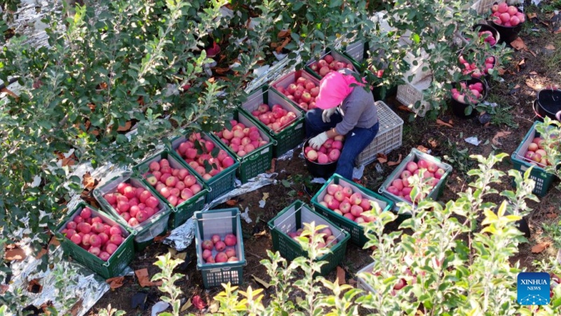 Ningxia : la récolte de pommes bat son plein à Zhongwei