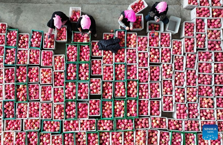 Ningxia : la récolte de pommes bat son plein à Zhongwei