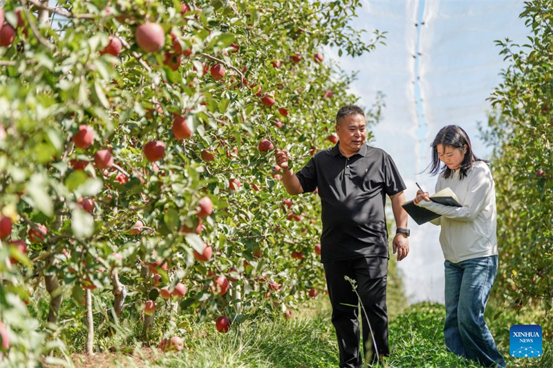 Yunnan : la technologie stimule le développement de la filière pomicole à Zhaotong