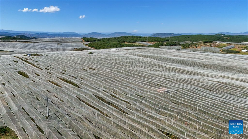 Yunnan : la technologie stimule le développement de la filière pomicole à Zhaotong