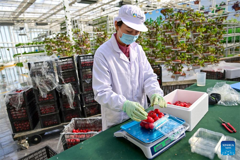 Xinjiang : de désert à oasis, ou comment les serres intelligentes redéfinissent l'agriculture