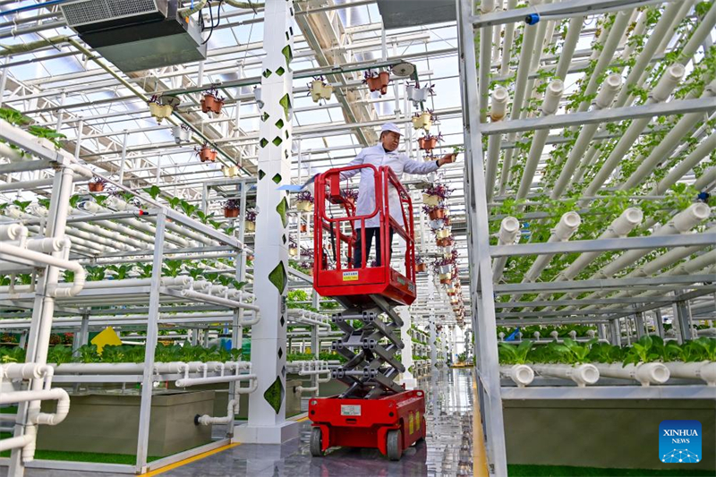Xinjiang : de désert à oasis, ou comment les serres intelligentes redéfinissent l'agriculture