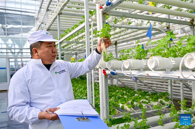 Xinjiang : de désert à oasis, ou comment les serres intelligentes redéfinissent l'agriculture