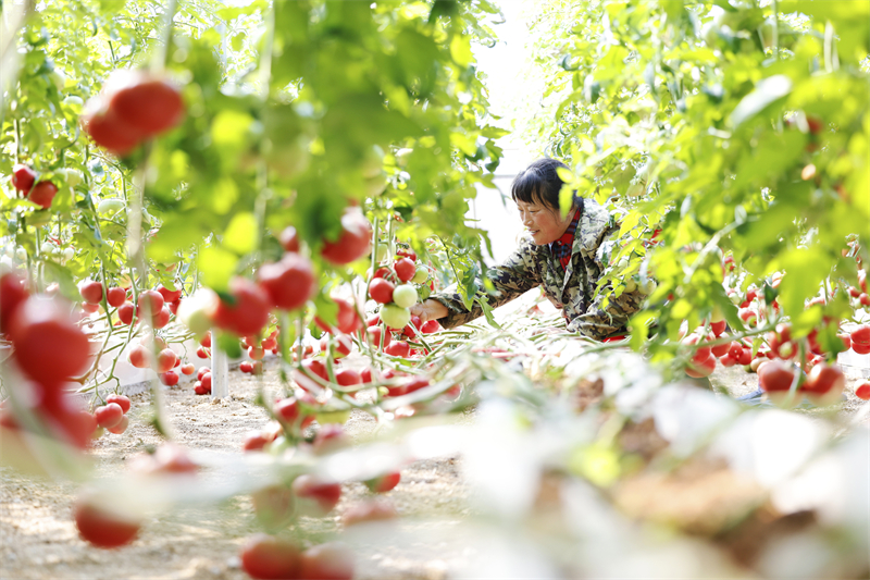 Jiangsu : la récolte des tomates à Sihong