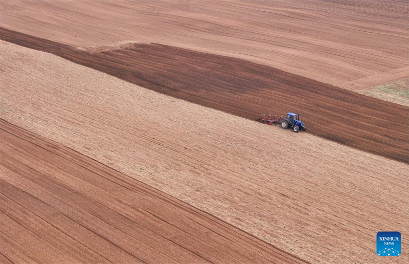Mongolie intérieure : les semis de maïs entrent dans la période de pointe