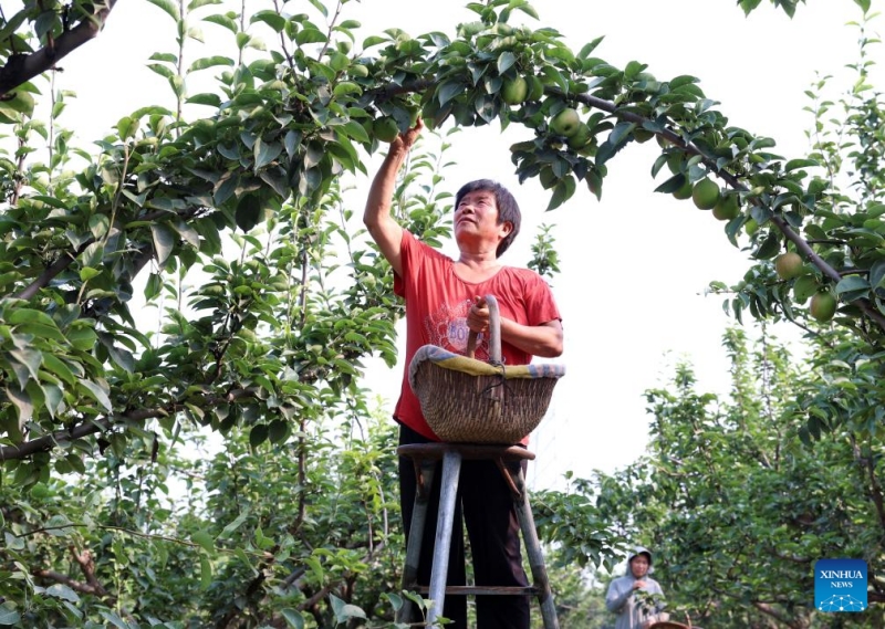 Hebei : la récolte des poires dans le comté de Zhaoxian