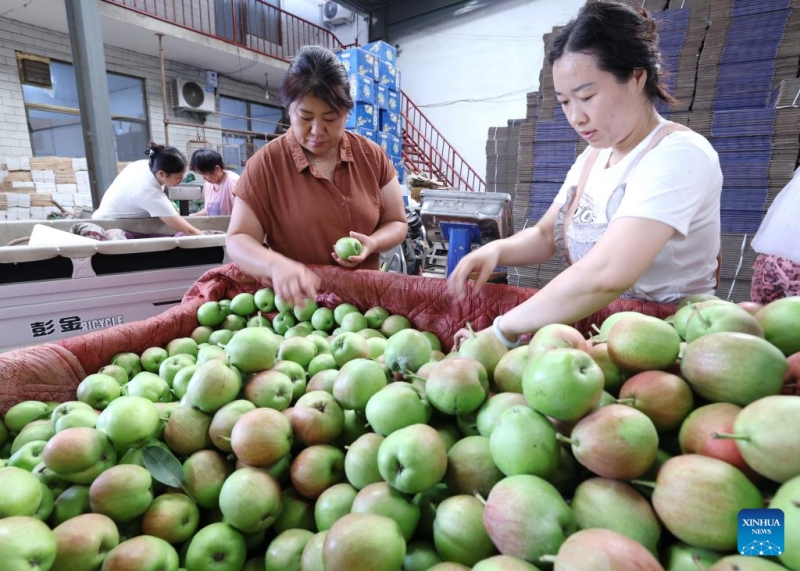 Hebei : la récolte des poires dans le comté de Zhaoxian