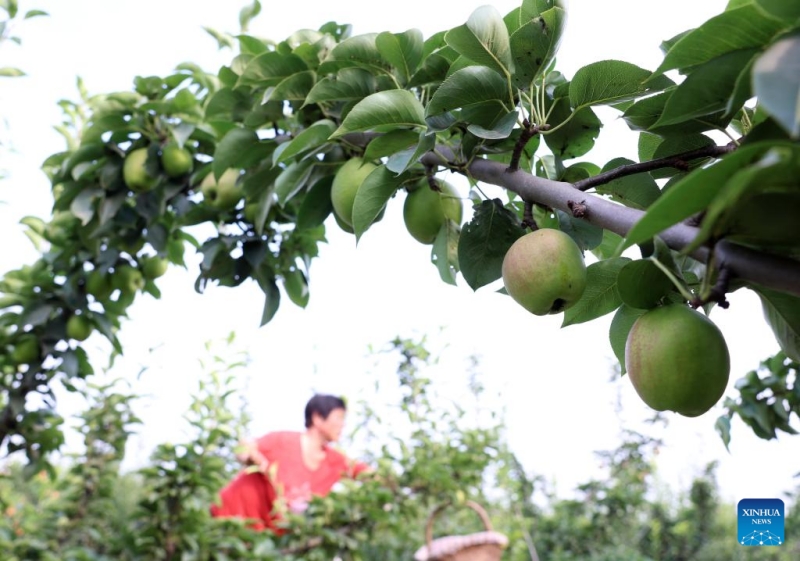 Hebei : la récolte des poires dans le comté de Zhaoxian