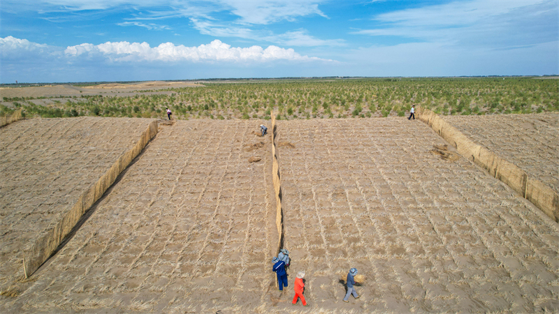 Gansu : la pose de barrages contre les tempêtes de sable habillent le désert de vêtements verts à Jinta