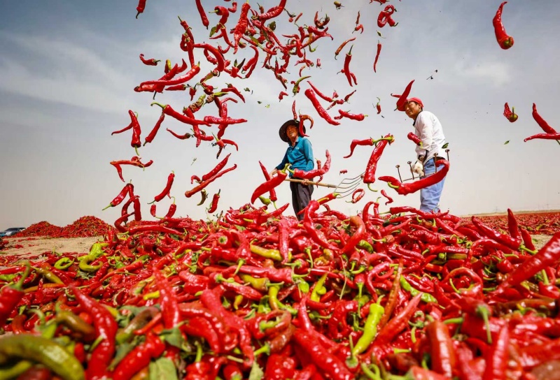 Gansu : le séchage des piments au soleil à Gaotai