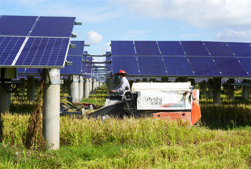 Zhejiang : la récolte du riz sous les panneaux photovoltaïques à Yueqing