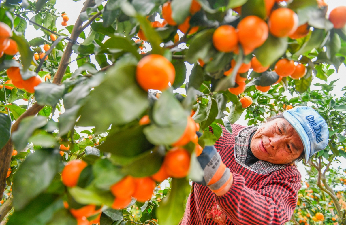Hunan : une récolte de mandarines exceptionnelle dans le comté de Daoxian