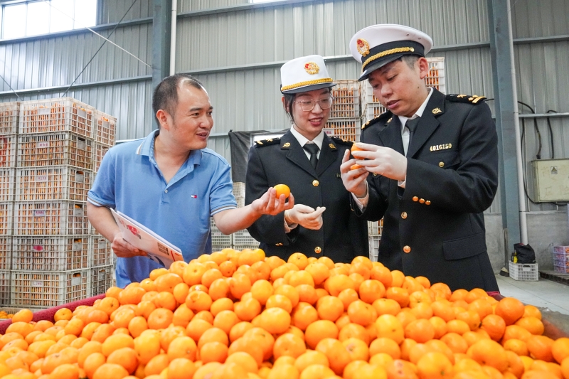 Jiangxi : les mandarines de Nanfeng se mondialisent